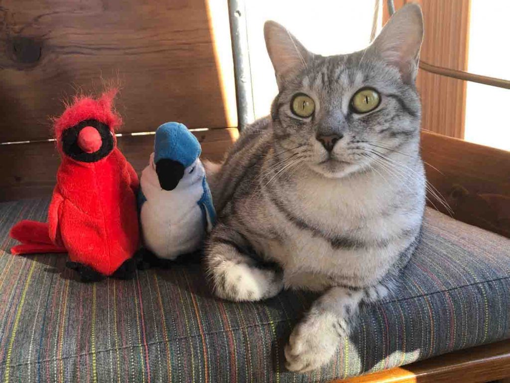 A cat sits next to a toy Northern Cardinal and Blue Jay.