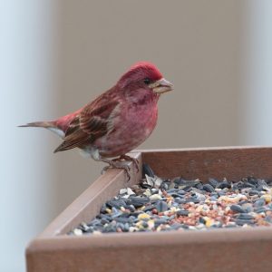 Purple Finch on a feeder platform.