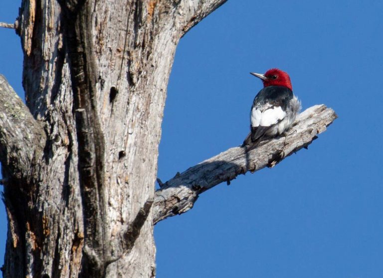 Red-headed Woodpecker perched on a tree.