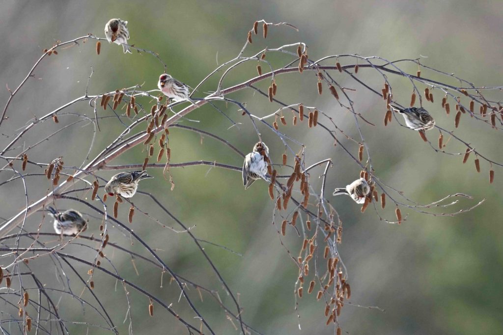 Redpoll feeding on birch seeds.