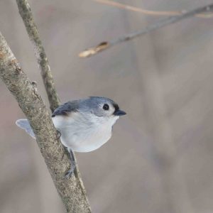 Tufted Titmouse on a branch.