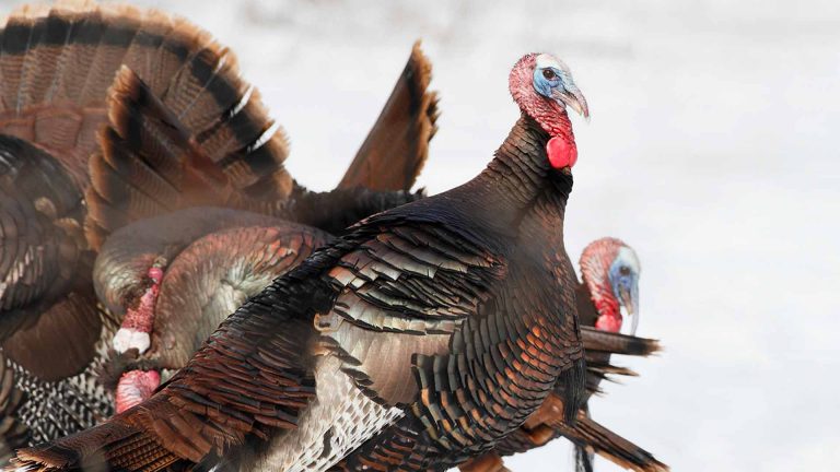 A large Wild Turkey in the snow.